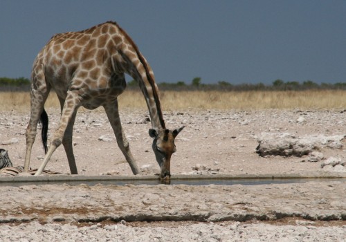 Etosha longneck