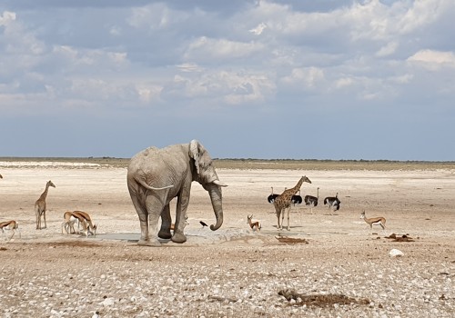 Etosha