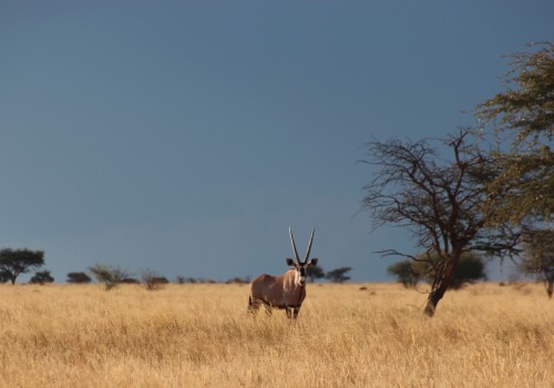 Gemsbok Mokala NP